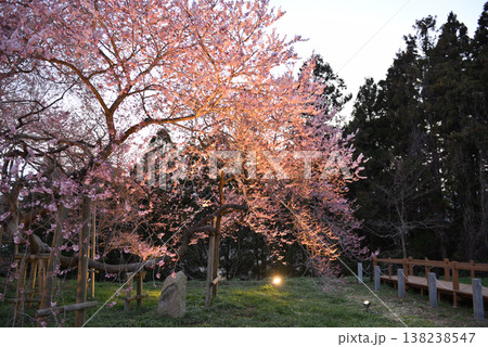 戸津辺の桜 138238547