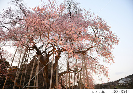 戸津辺の桜 戸津辺の桜 138238549