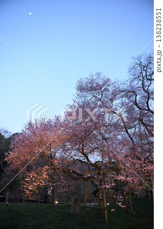 戸津辺の桜 138238551