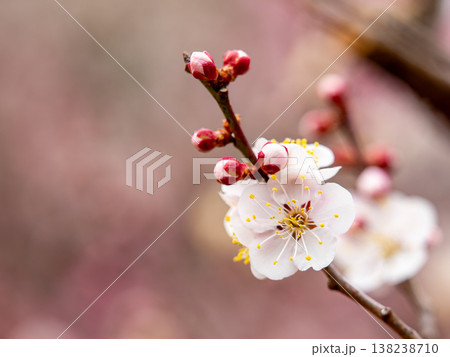 梅の花と蕾のクローズアップ 梅の花と蕾のクローズアップ 138238710