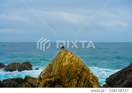 Great Cormorant Phalacrocorax carbo sits on the rock, East sea, South Korea Great Cormorant Phalacrocorax carbo sits on the rock, East sea, South Korea 138238717