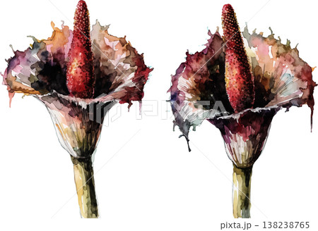 Watercolor Illustration of Amorphophallus Flowers 138238765