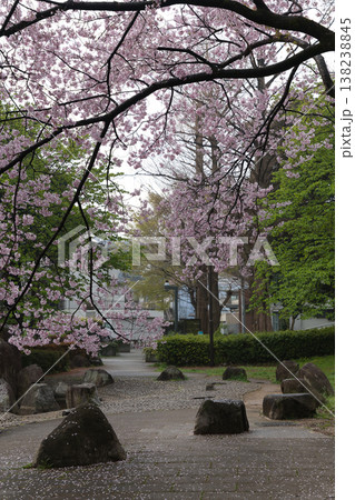 桜のアーチに包まれる小径（春の散策路） 138238845