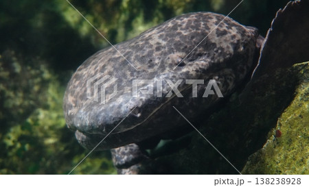 オオサンショウウオ 138238928
