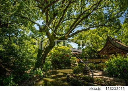Fukuoka, Japan - May 29, 2024 : Beautiful Japanese garden with camphor tree in Dazaifu Tenman-gu, shrine Fukuoka, Japan - May 29, 2024 : Beautiful Japanese garden with camphor tree in Dazaifu Tenman-gu, shrine 138238953