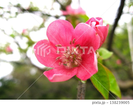 何とも愛らしいカリンの花 138239005