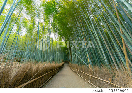 日本 京都の嵐山の竹林 日本 京都の嵐山の竹林 138239009