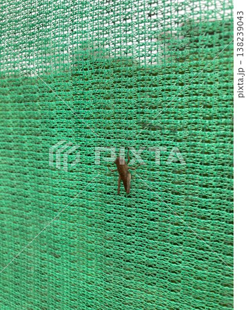 ネットにとまっているツチイナゴの幼虫 ネットにとまっているツチイナゴの幼虫 138239043