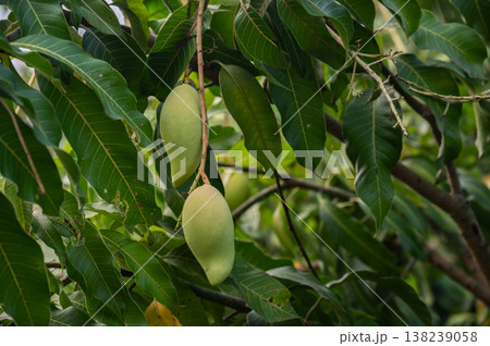 Close up of green mango hanging on a tree. Green mango can be sour or nutty and sweet depending on the variety. 138239058