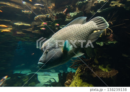 Large Napoleon wrasse or humphead wrasse swimming through a coral reef aquarium surrounded by tropical fish 138239138