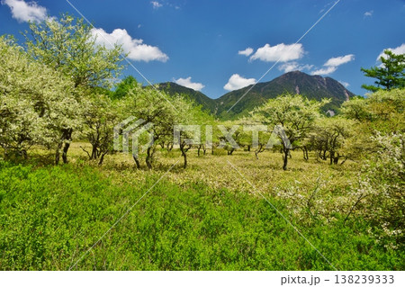 奥日光 戦場ヶ原　新緑の季節 138239333