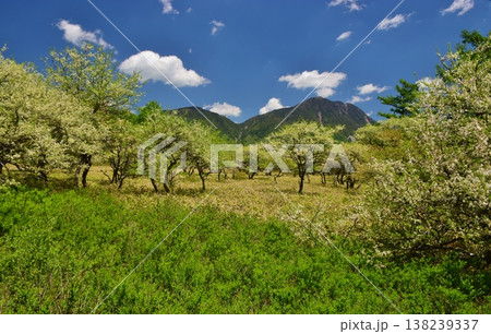 奥日光 戦場ヶ原　新緑の季節 138239337