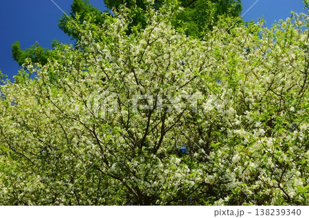 奥日光 戦場ヶ原　新緑の季節 138239340