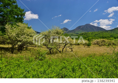 奥日光 戦場ヶ原　新緑の季節 138239341