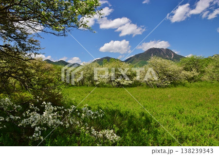 奥日光 戦場ヶ原　新緑の季節 138239343