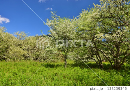 奥日光 戦場ヶ原　新緑の季節 138239346
