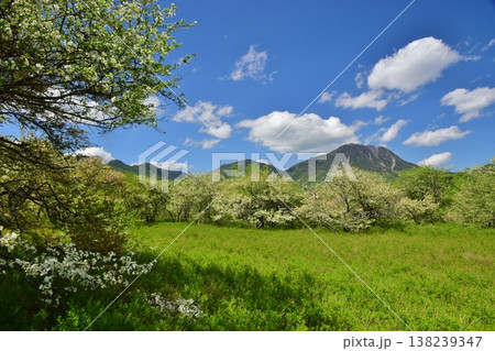 奥日光 戦場ヶ原　新緑の季節 138239347
