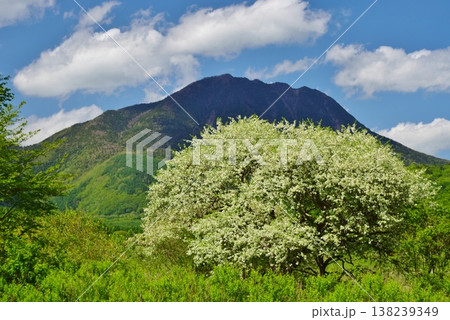 奥日光 戦場ヶ原　新緑の季節 138239349