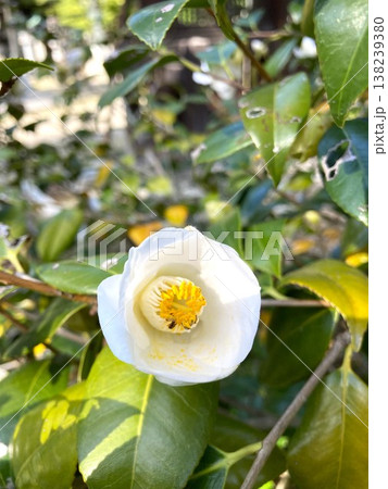 白色が眩しいツバキの花 白色が眩しいツバキの花 138239380