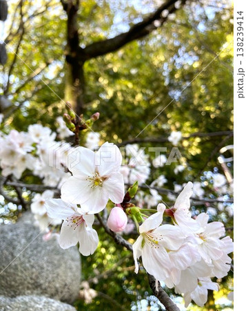 とっても愛らしい桜の花 とっても愛らしい桜の花 138239414