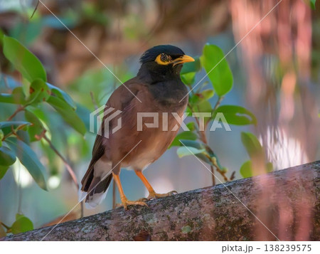 Common myna, Indian myna bird, Acridotheres tristis, standing 138239575