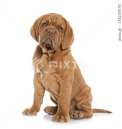 puppy Dogue de Bordeaux puppy Dogue de Bordeaux 138239578