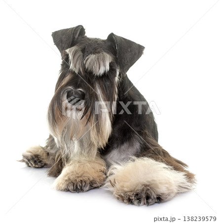 black and white miniature schnauzer 138239579