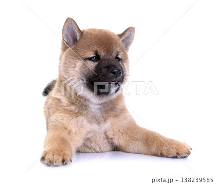 puppy shiba inu puppy shiba inu 138239585