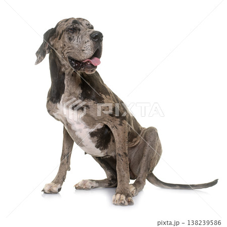 Great Dane in studio Great Dane in studio 138239586