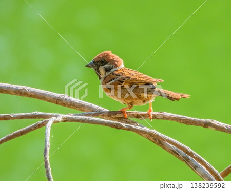 Eurasian tree sparrow bird, Passer montanus, on a branch, Thailand Eurasian tree sparrow bird, Passer montanus, on a branch, Thailand 138239592