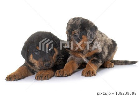 beauceron puppies in studio 138239598