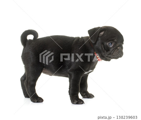 puppy black pug 138239603