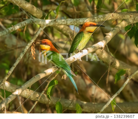 Chestnut-headed Bee-eater bird, Merops leschenaulti, on a branch, Thailand Chestnut-headed Bee-eater bird, Merops leschenaulti, on a branch, Thailand 138239607