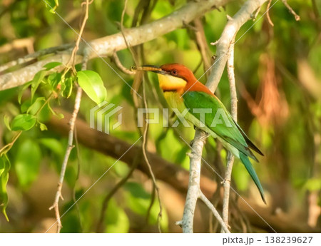 Chestnut-headed Bee-eater bird, Merops leschenaulti, eating a dragonfly, Thailand Chestnut-headed Bee-eater bird, Merops leschenaulti, eating a dragonfly, Thailand 138239627