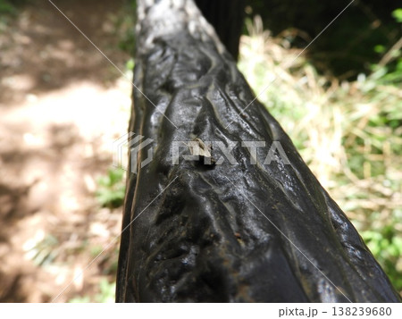 ミノムシ① 138239680