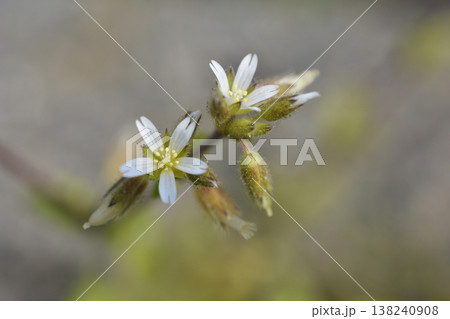 オランダミミナグサの花 138240908