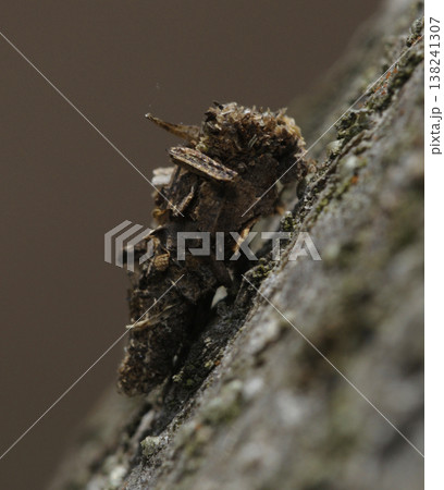 Bagworm moth larva Psychidae in camouflage protective case on tree bark Bagworm moth larva Psychidae in camouflage protective case on tree bark 138241307