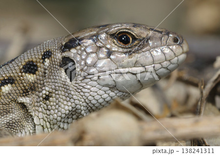 Macro head of sand lizard Lacerta agilis reptile on dry leaves in early spring 138241311