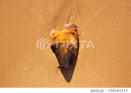 Washed Ashore Marine Creature on Sandy Beach Washed Ashore Marine Creature on Sandy Beach 138241317