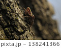 Orb Weaver Spider Araneidae Resting on Tree Bark Macro Shot 138241366