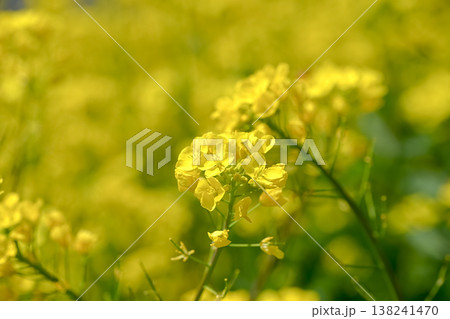 黄色い菜の花 138241470