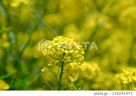 黄色い菜の花 138241471