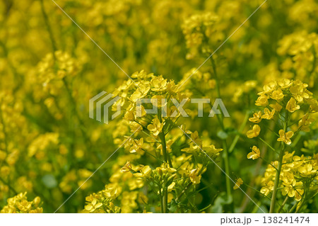 黄色い菜の花 黄色い菜の花 138241474