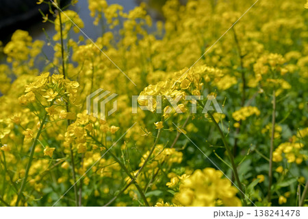 黄色い菜の花 138241478