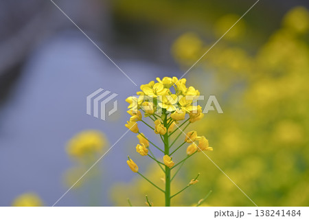 黄色い菜の花 138241484