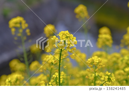 黄色い菜の花 138241485