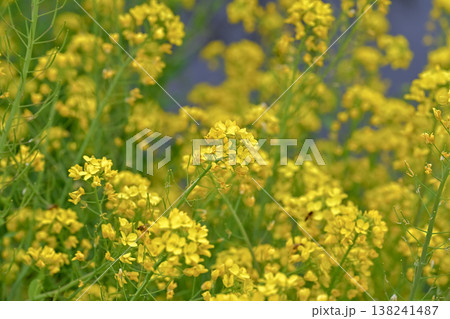 黄色い菜の花 138241487