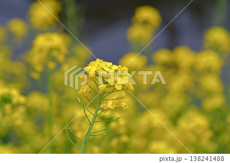 黄色い菜の花 138241488