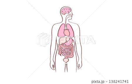 Internal Organs Sketch Internal Organs Sketch 138241741