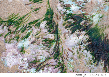 Abstract Pattern of Seaweed on Coastal Rocks 138241893